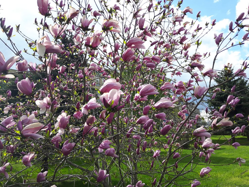 20170408_161333.jpg