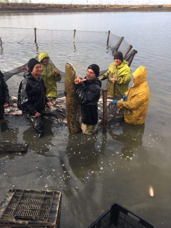 WhatsApp Image 2017-04-11 at 08.56.58.jpeg