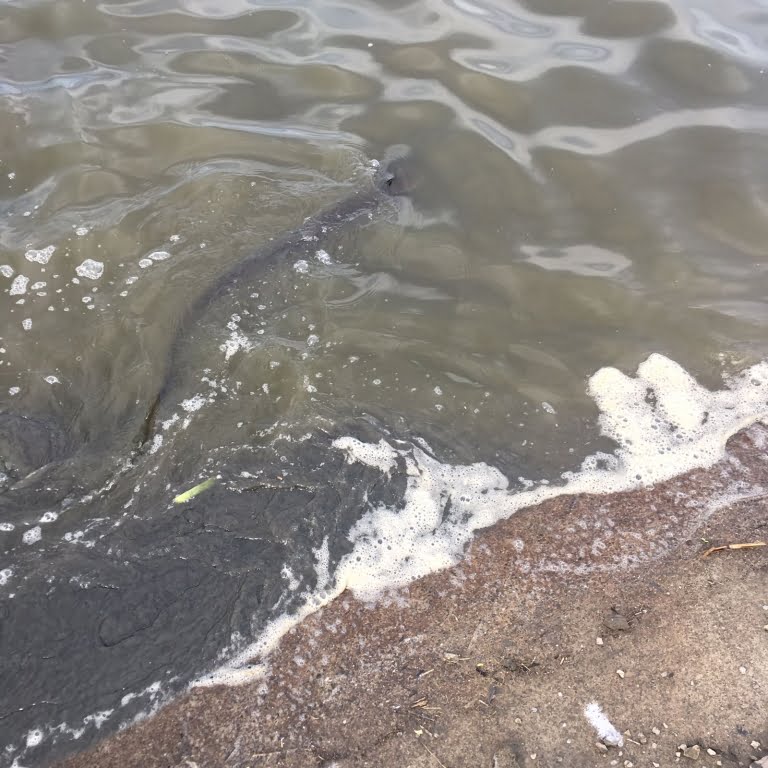 WhatsApp Image 2017-04-11 at 08.57.08.jpeg