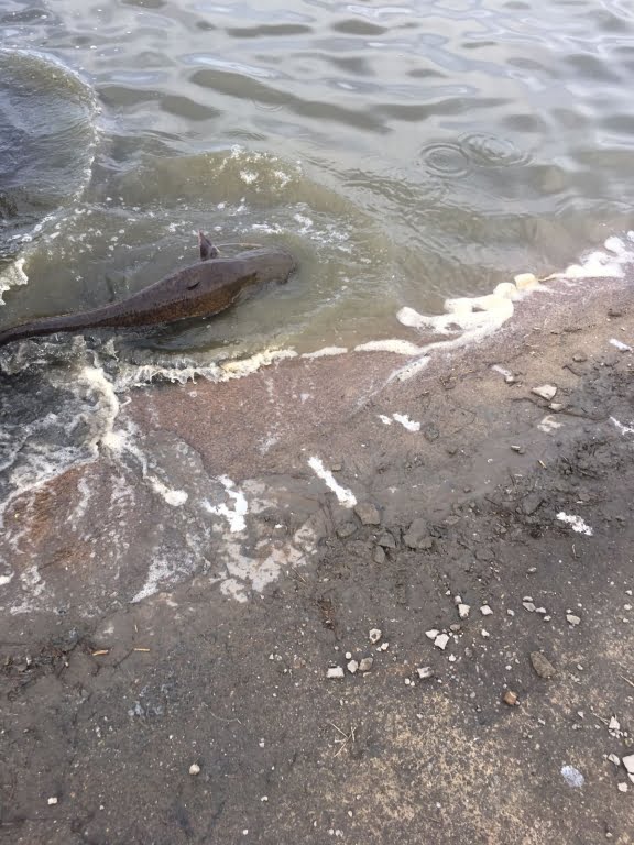 WhatsApp Image 2017-04-11 at 08.57.09.jpeg