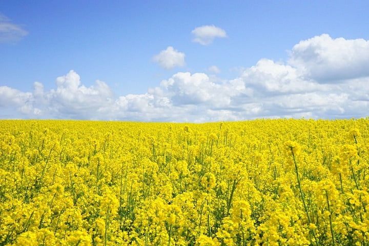 rapita-productie-societate-agrocola.jpg