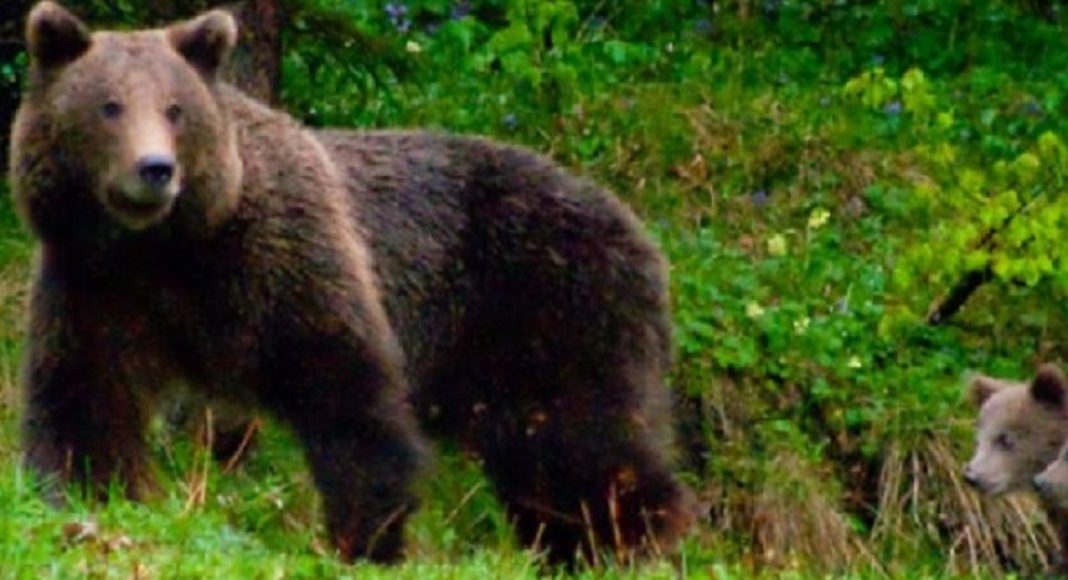 ursoaică pui