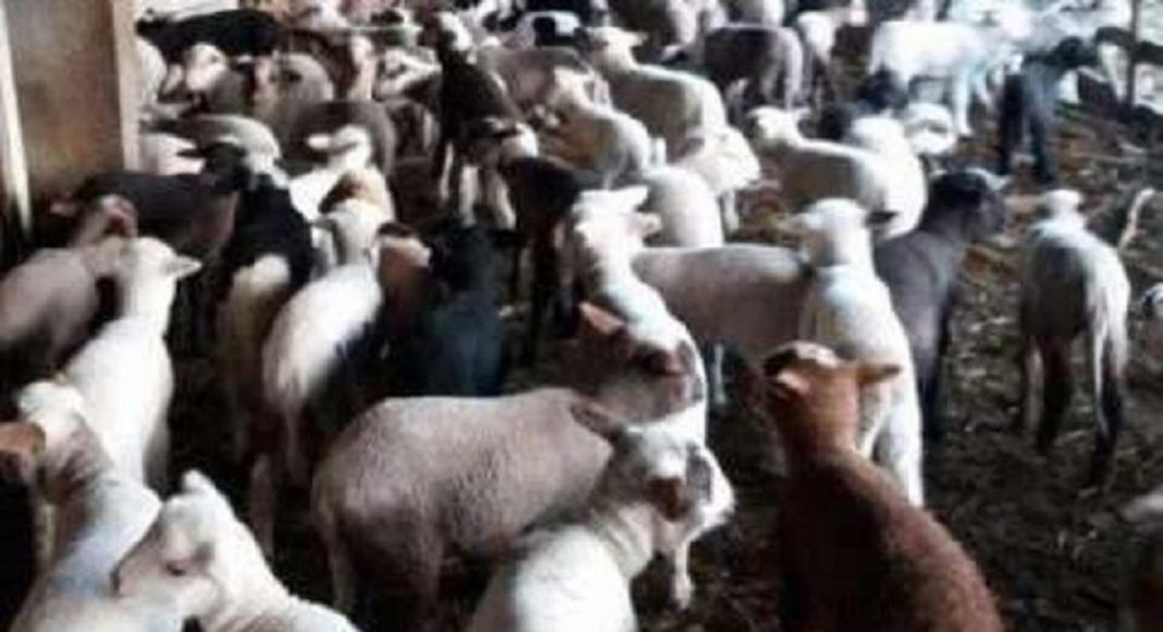 carne de miel, carne de ied, alegere carne, Paște, sfaturi fermieri, cât costă un miel