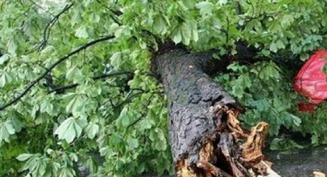 copac cazut carosabil