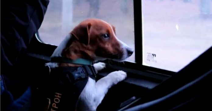 cățel erou, Ucraina, mine ascunse, Patron, Jack Russell