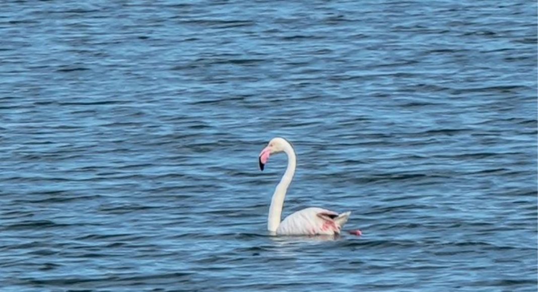 pasăre, flamingo, Marea Neagră, Constanța, imagini spectaculoase, migrație, cover