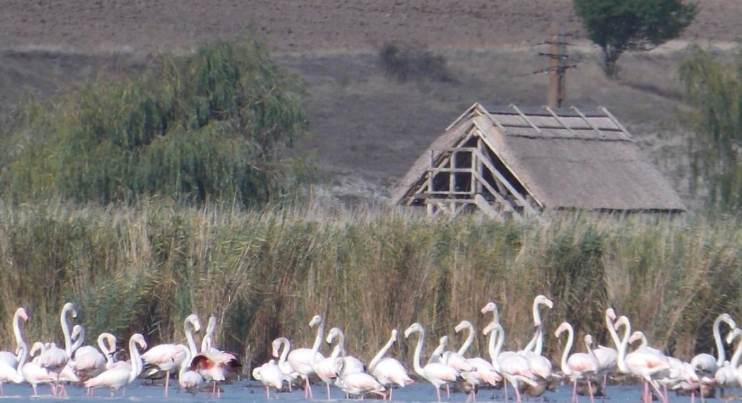 stol de păsări, păsări flamingo, imagini virale, România, lacul Golovița, Ștefan Constantin