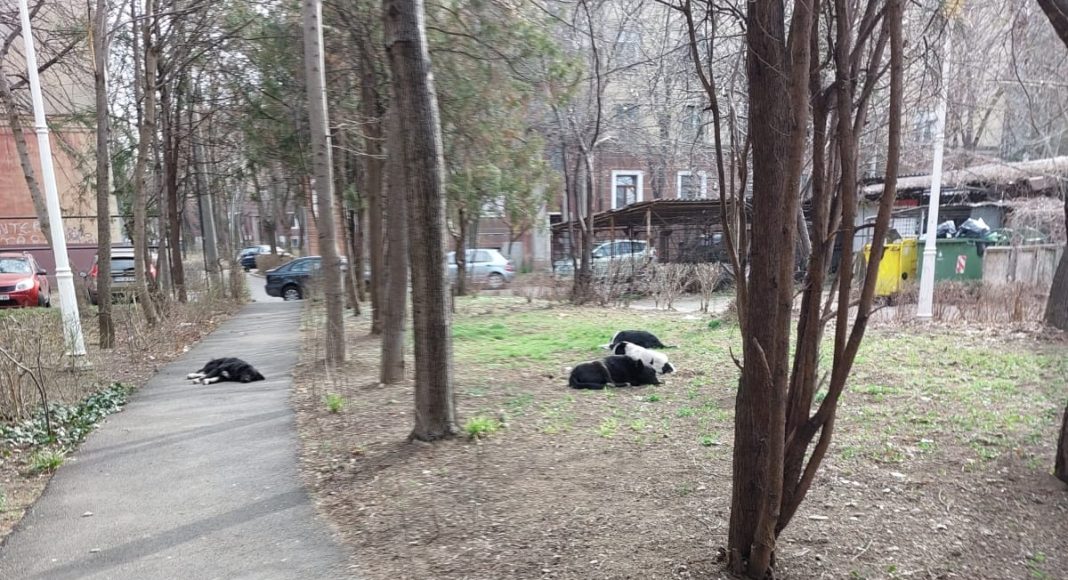 haita caini comunitari parc eminescu