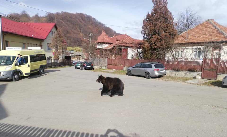 urs prahova