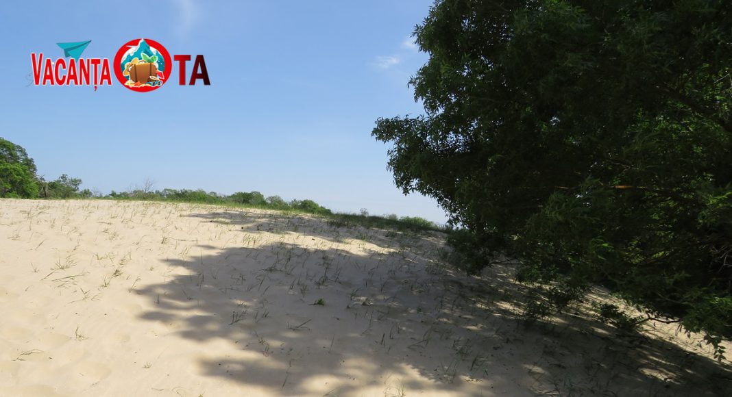dune nisip padurea letea
