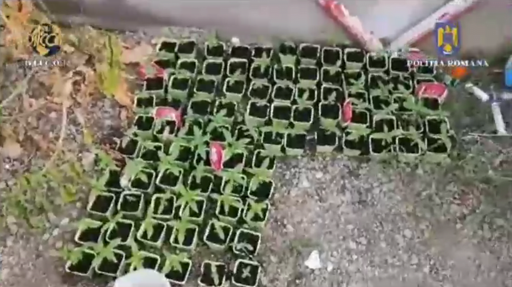 plantatie canabis