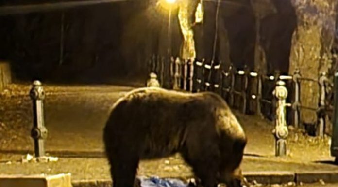 RoAlert - Urs în Bușteni