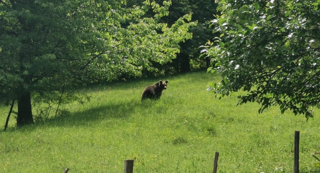 urs maneciu gradina