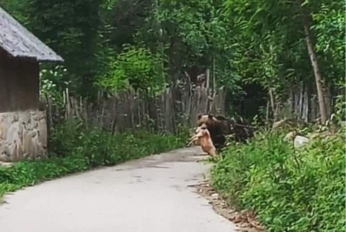 atac urs prahova