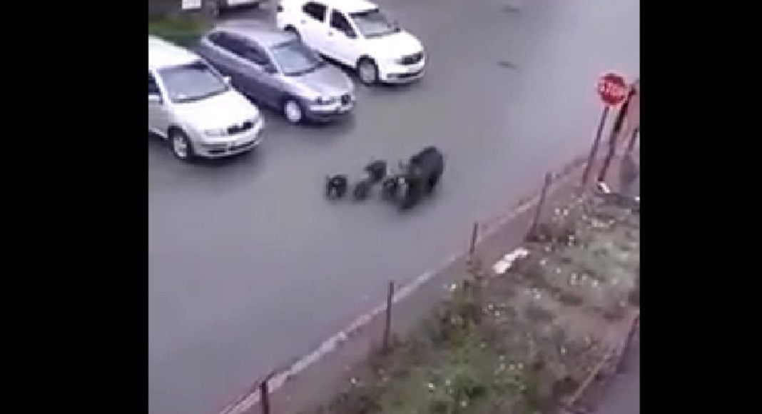 ursoaica cu pui