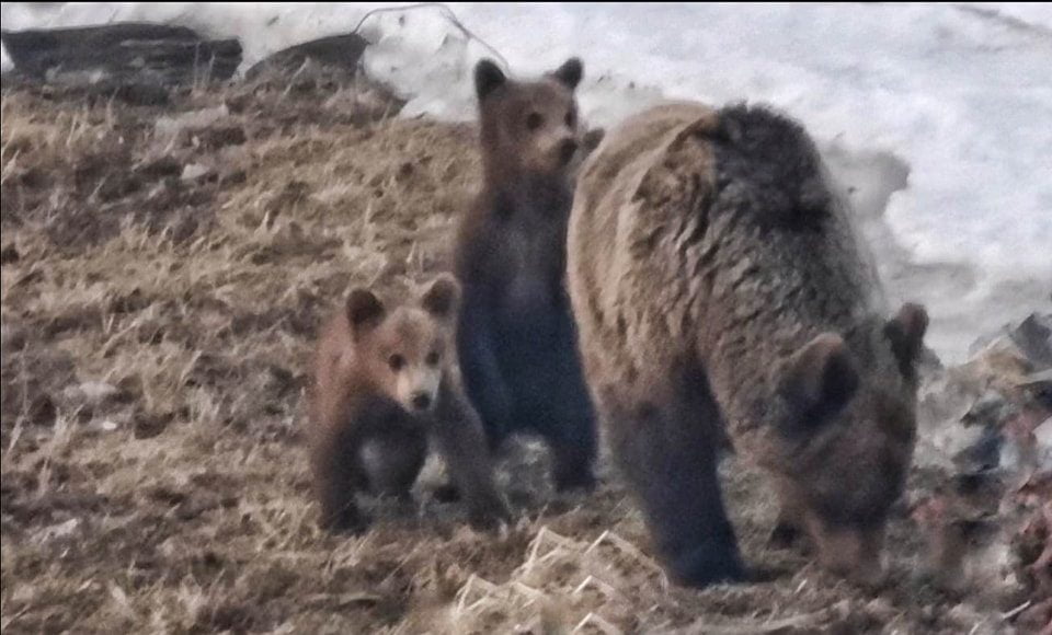 ursoaica pui bucegi