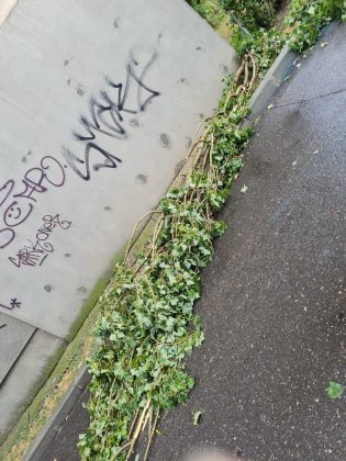 crengi rupte