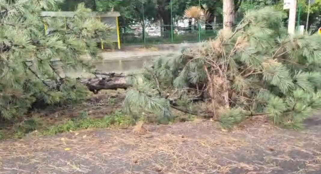 copaci doborati mircea cel batran