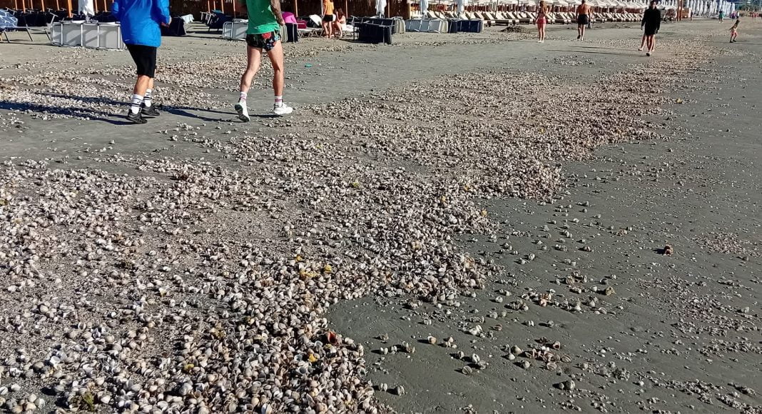 scoici plaja litoral romania
