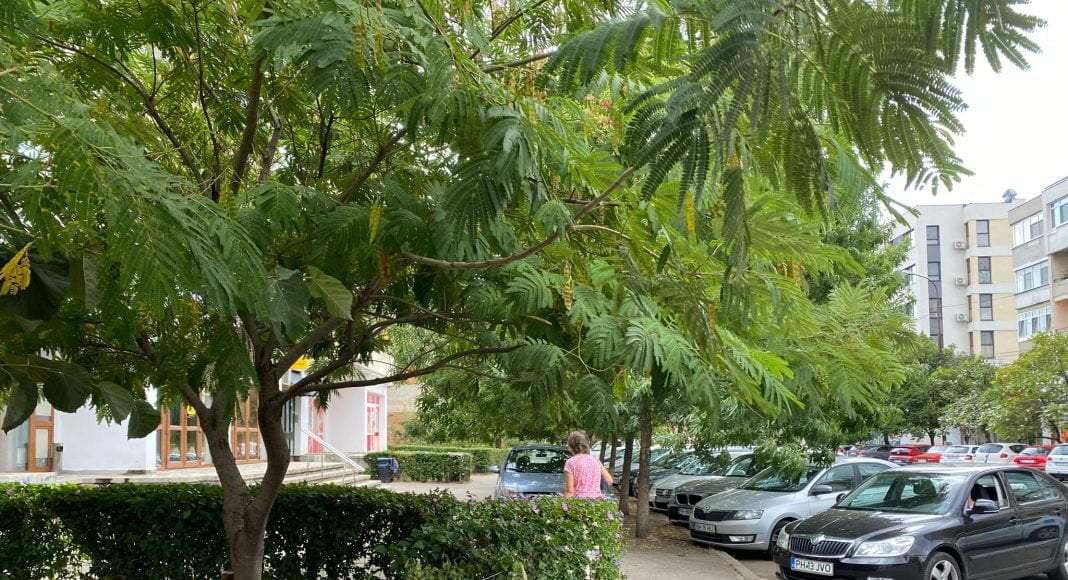 Arbori netoaletați în Ploiești - SGU