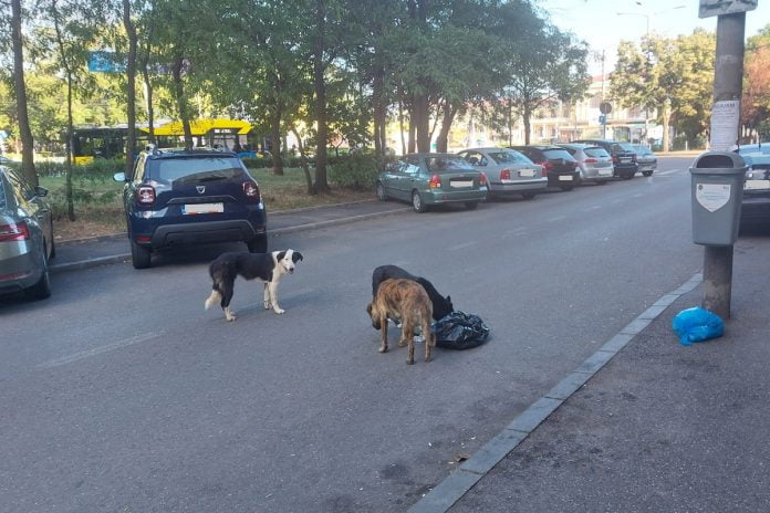 caini maidanezi ploiesti