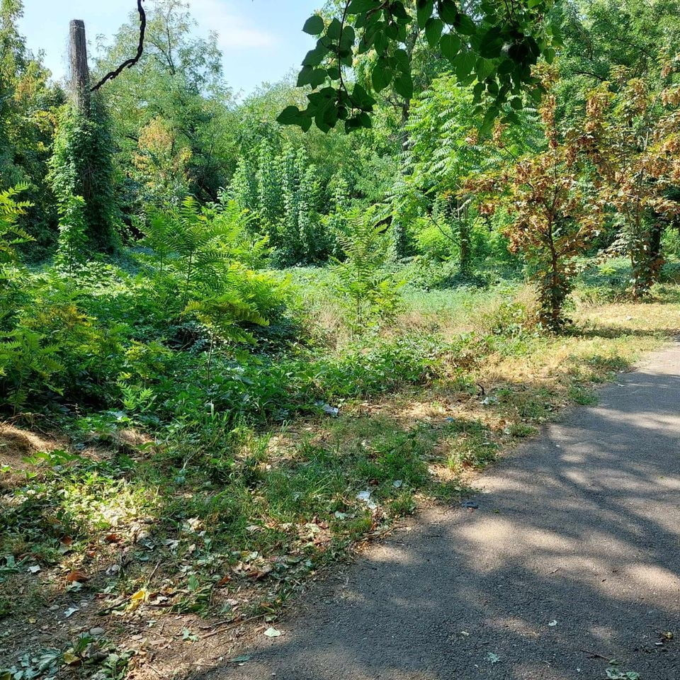 vegetatie zona jianu ploiesti