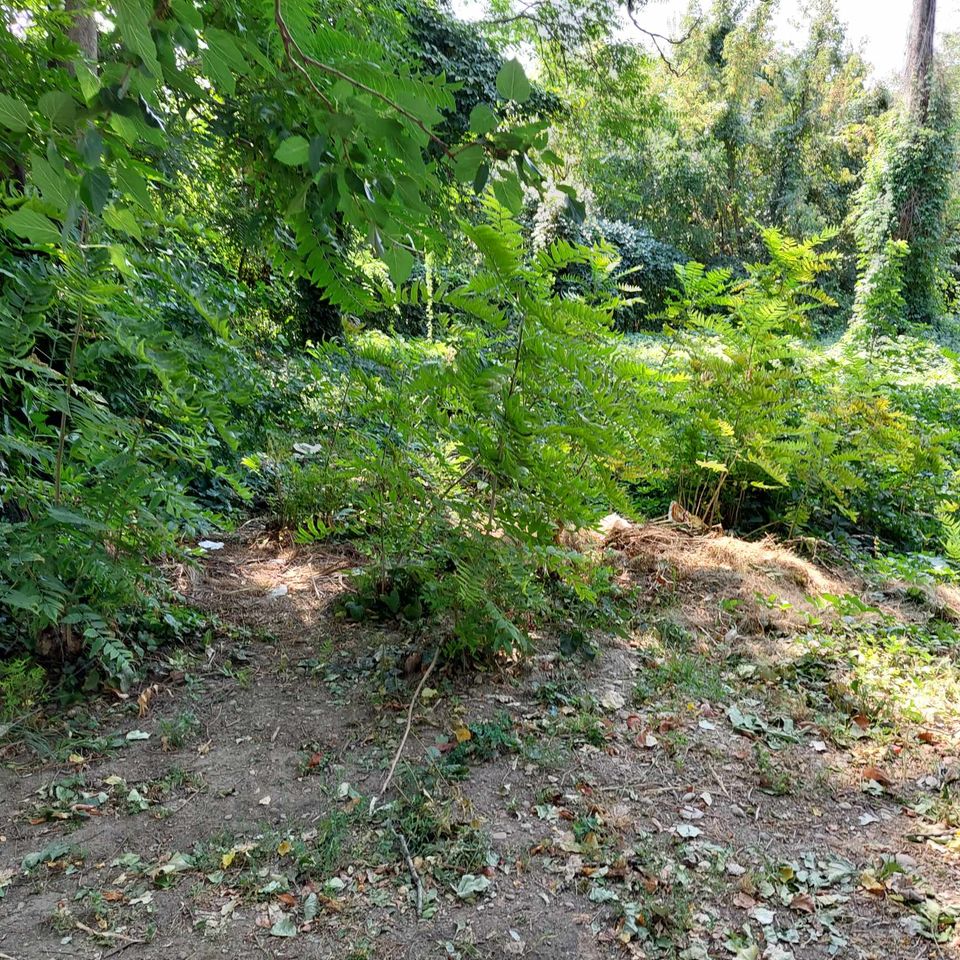 vegetatie zona jianu ploiesti