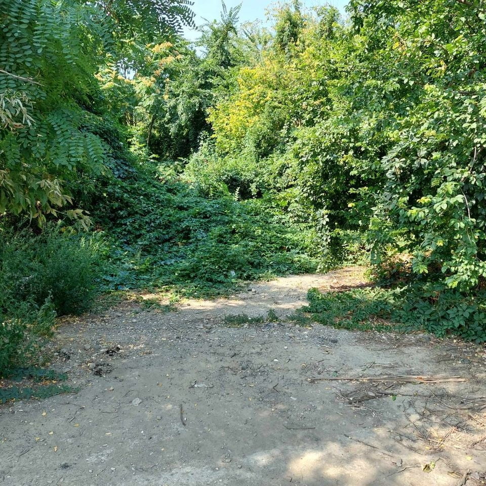 vegetatie zona jianu ploiesti