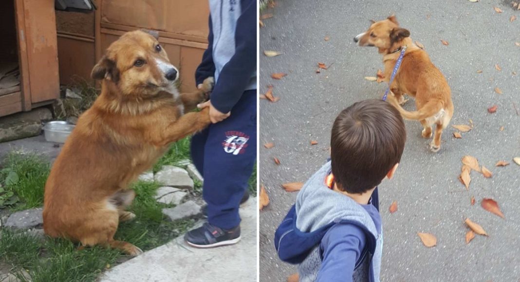 caine pierdut ploiesti