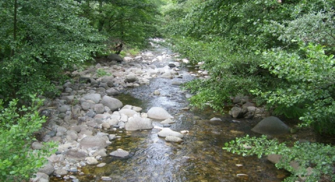 parau