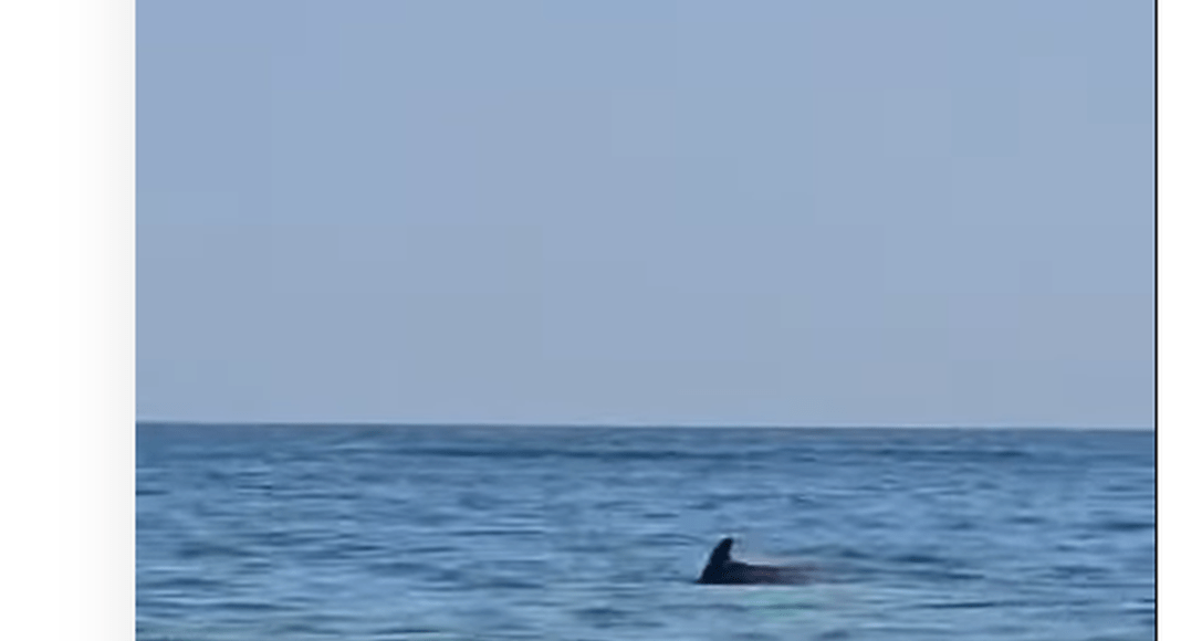 delfini mamaia