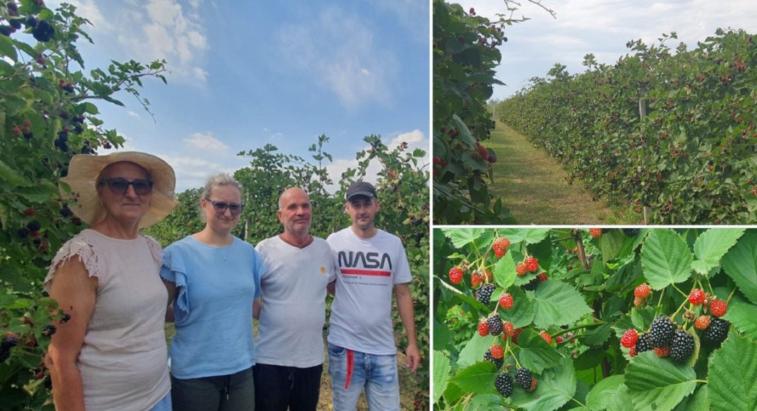 Familia Besteroiu si plantatia de mure de la Baicoi