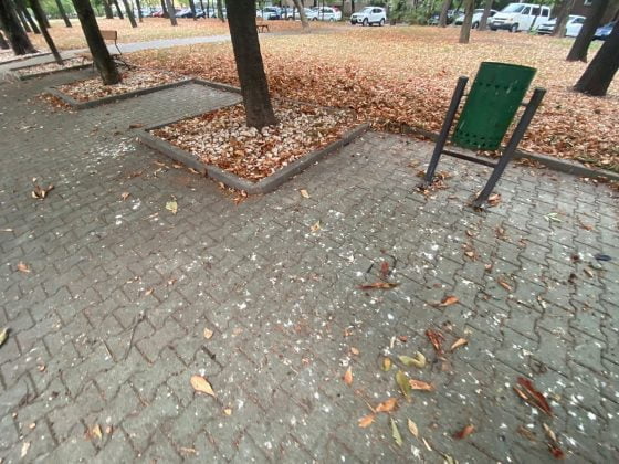 bulevardul castanilor ploiesti