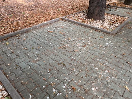 bulevardul castanilor ploiesti