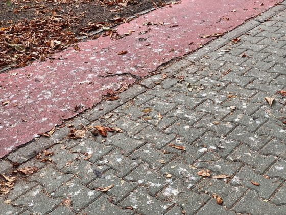 bulevardul castanilor ploiesti