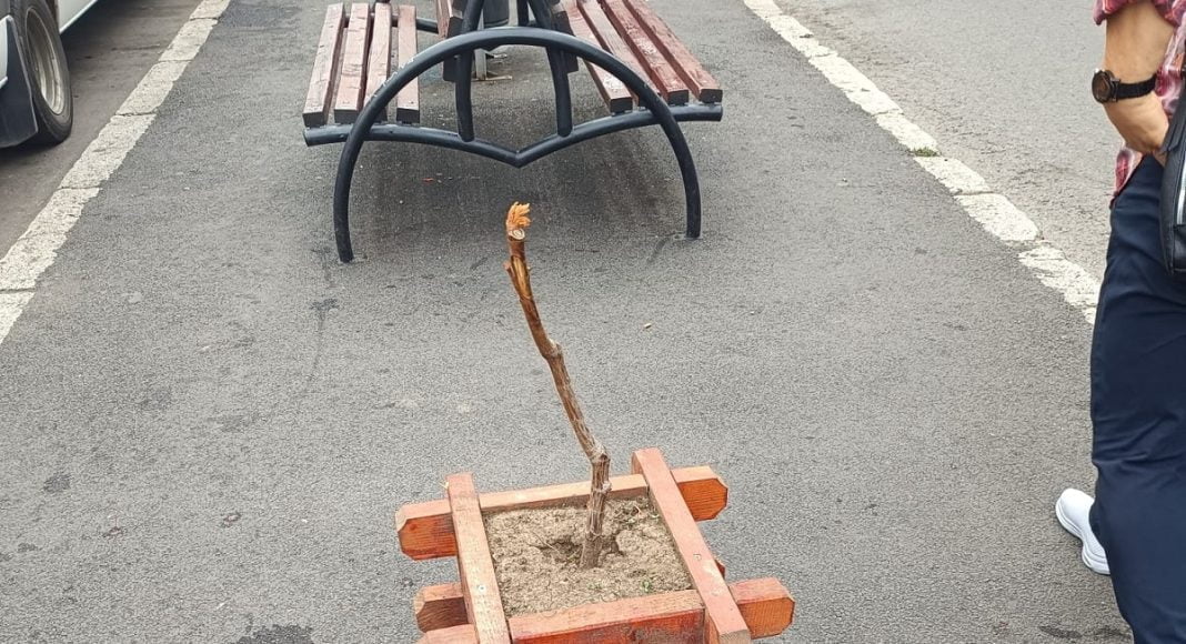 ghiveci vandalizat