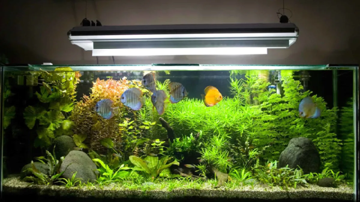 Tendinte Aquascaping - 5 idei pentru amenajarea acvariului - Observatorul  Prahovean