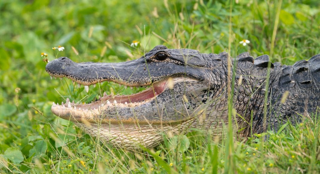 aligator florida