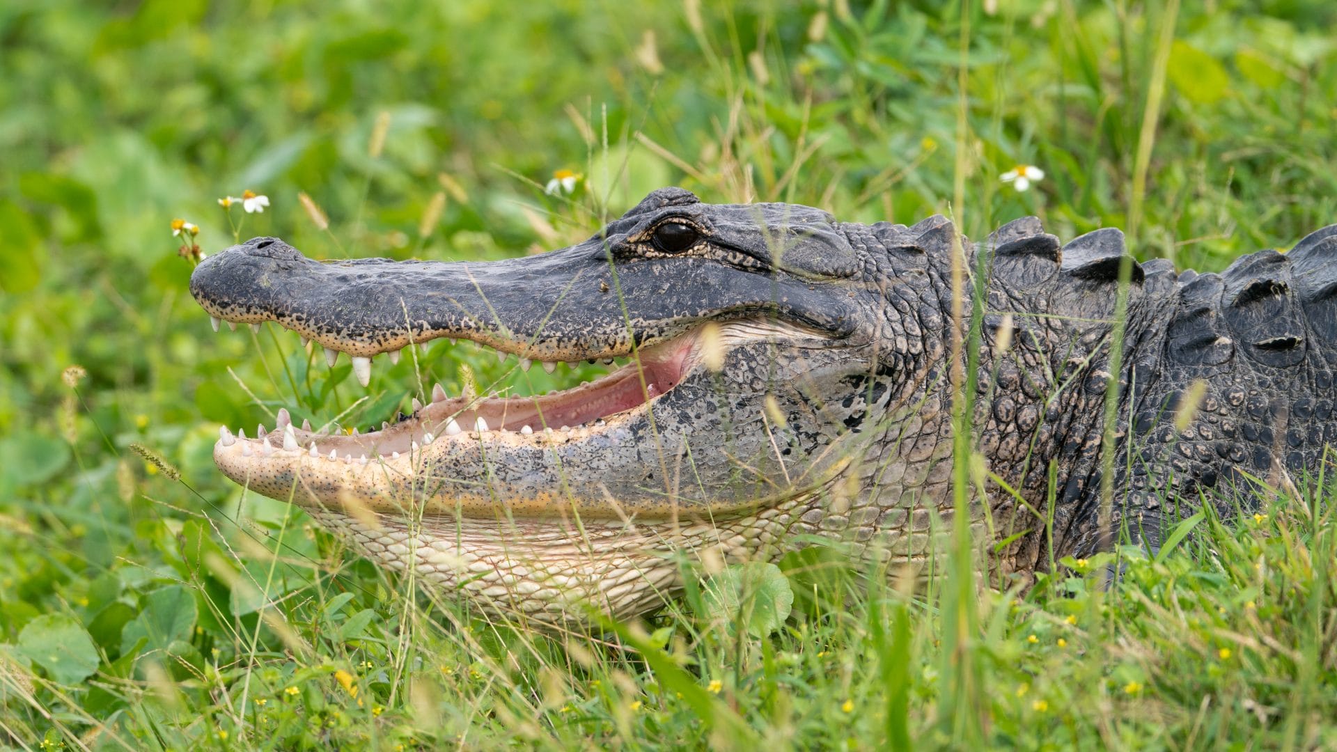 aligator florida