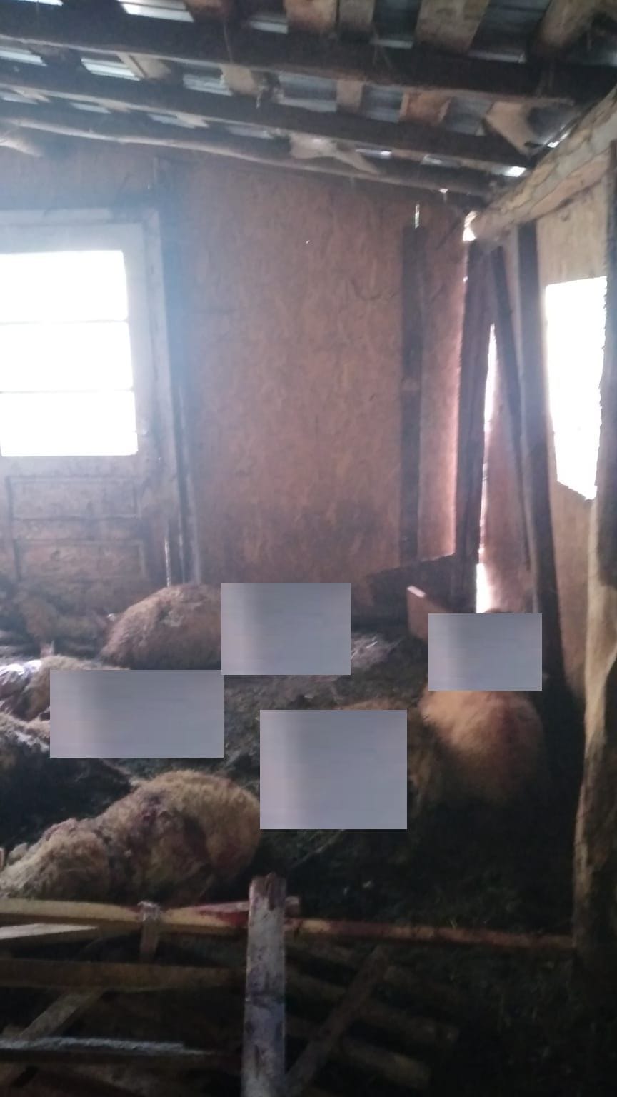 Un urs a ucis toate oile dintro gospodărie din Provița de Sus. ”Nea