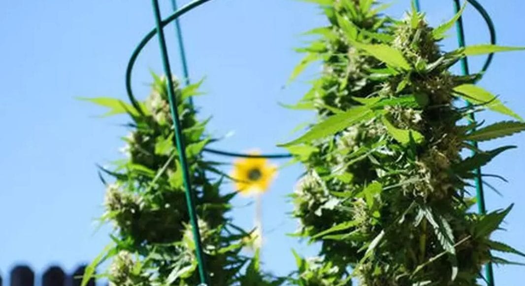 cannabis