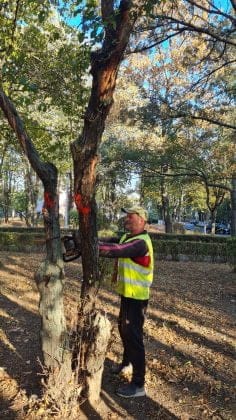 copaci taiati parc nord ploiesti