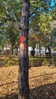 copaci taiati parc nord ploiesti