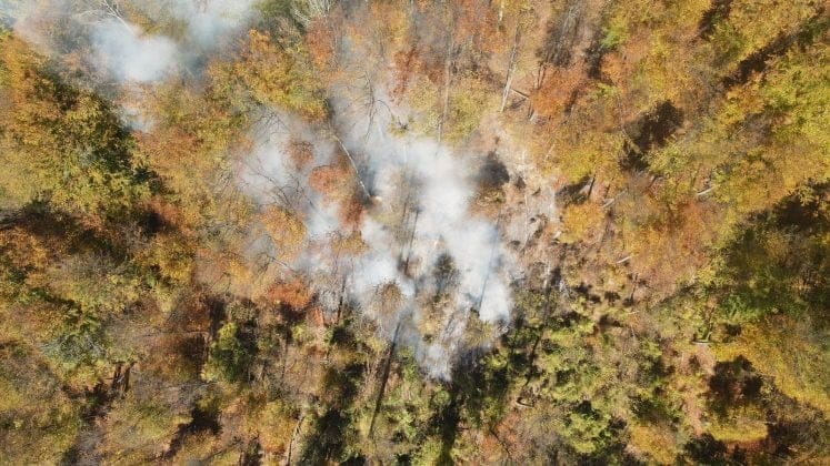 incendiu padure paltinu