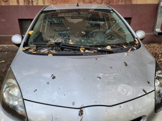 mizerie ciori bulevard ploiesti