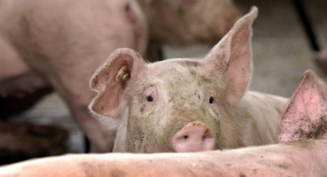 ferma porci