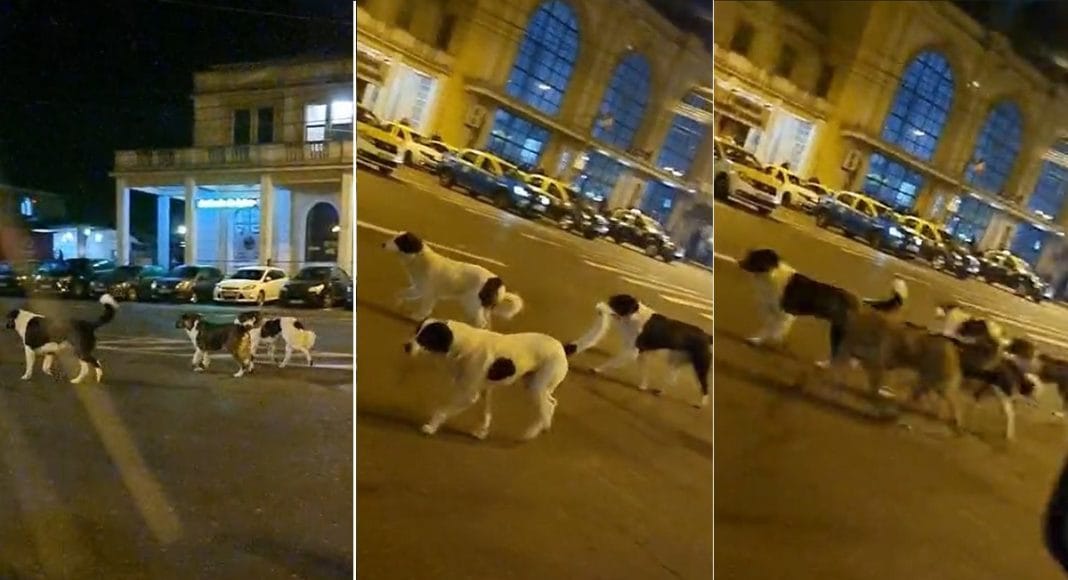 caini gara de sud ploiesti