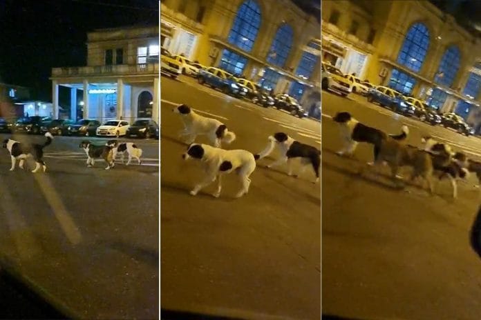 caini gara de sud ploiesti