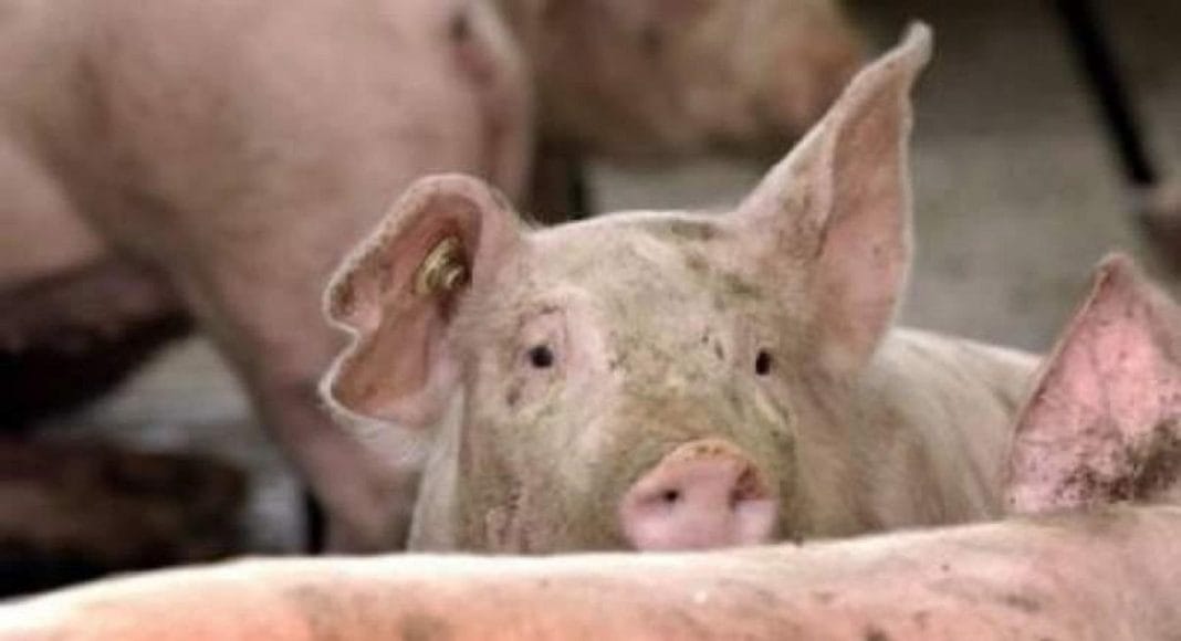 porci
