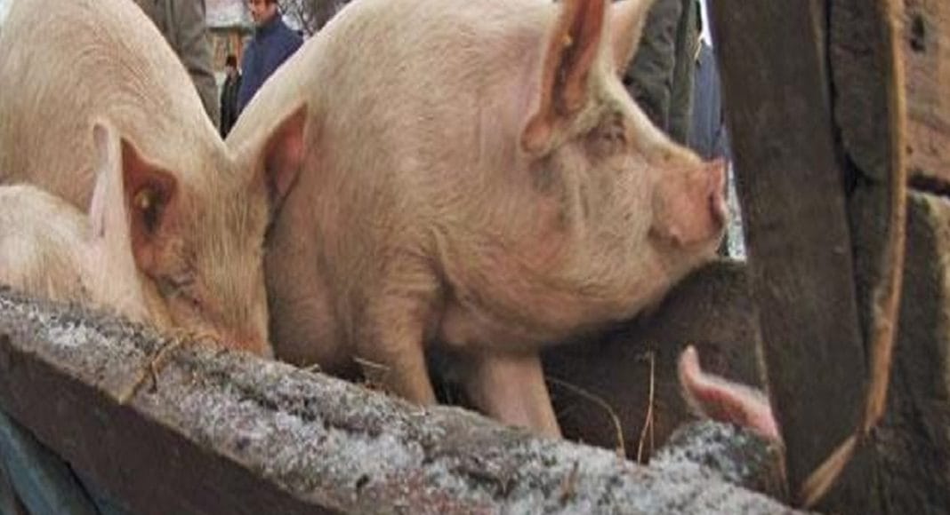 porci